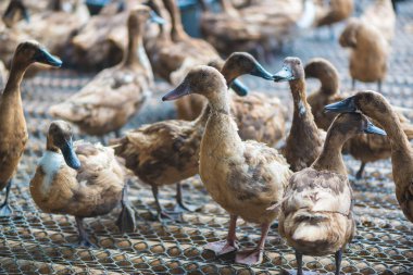 Çiftlikte ördek grubu, Tayland 'da geleneksel çiftçilik, hayvan çiftliği..