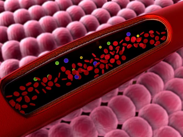 Leucócitos no interior do vaso sanguíneo — Fotografia de Stock