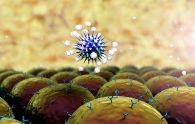 Coronavirus akciğer hücresine saldırır.