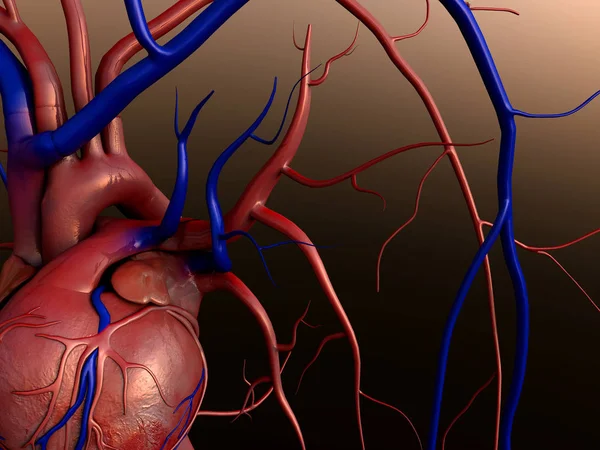 Human heart model — Stock Photo, Image