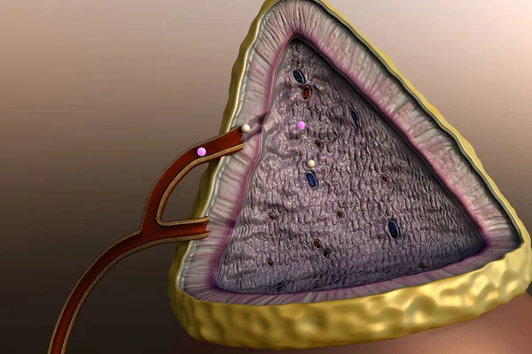 insan böbrek üstü bezi