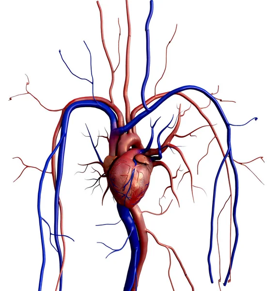 Modelo de coração humano — Fotografia de Stock