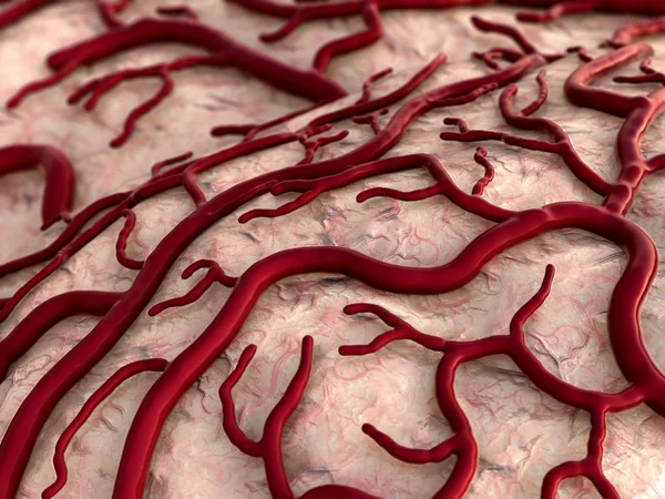 Sistema circulatorio humano Imagen De Stock