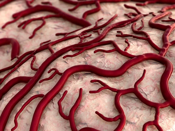 Human circulatory system Stock Picture