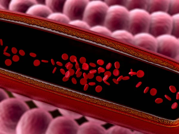 Vasos sanguíneos com eritrócitos — Fotografia de Stock