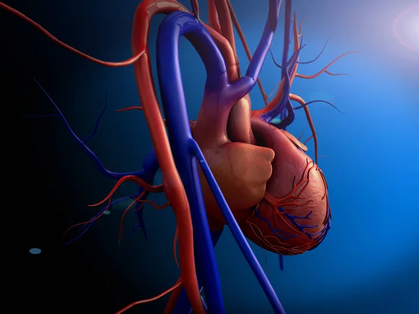 Human heart model — Stock Photo, Image