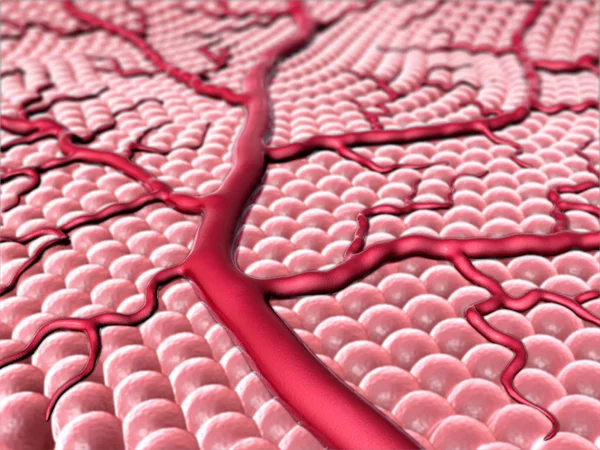 Capillaire en cellen Rechtenvrije Stockafbeeldingen
