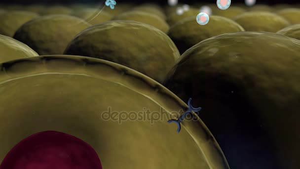 Yağ hücre ve nsuline — Stok video
