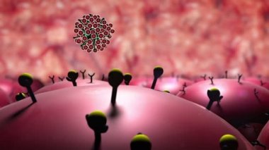 Coronavirus akciğer hücresine saldırır.