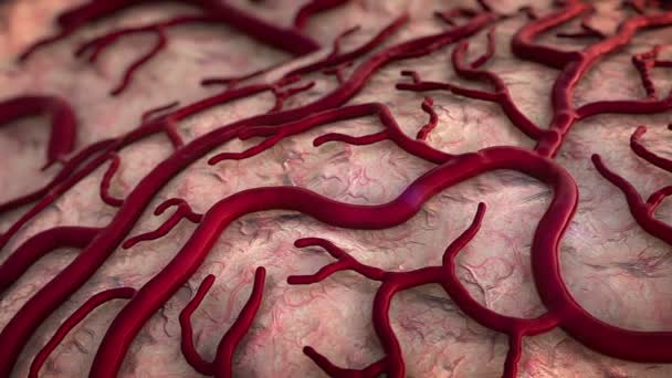 Modelo de cerebro humano — Vídeo de stock