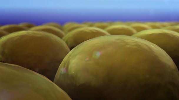 Leukozyten greifen die Fettzellen an — Stockvideo
