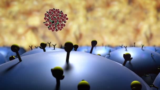 Людська імунна система атакує коронавірус. — стокове відео
