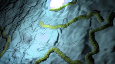 İnsan organizması Salmonella