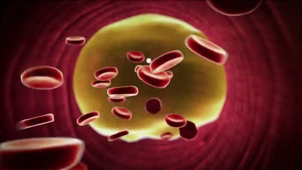 Cellula grassa nel sangue — Video Stock