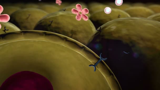 Mitocondrias dentro de la célula grasa — Vídeos de Stock