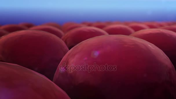 Celler med antikropp — Stockvideo