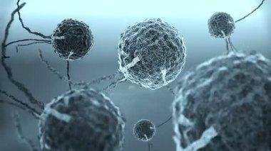 makrofajlar ve hücre