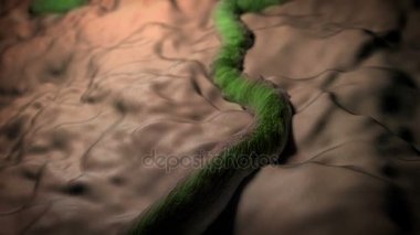 Ayrıntılı, Helicobacter Pylori, bakteriler bakteri, organik bir yüzey, bakteri ve nedenleri salmonellozis kültür bakteri ve gıda zehirlenmesi, Ebola virüsü canlı canlı