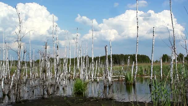 湖边的白桦林 池塘里的白桦树 湖中的白桦树 美丽的自然背景 在水中奔跑的云朵和桦木 Andscape — 图库视频影像