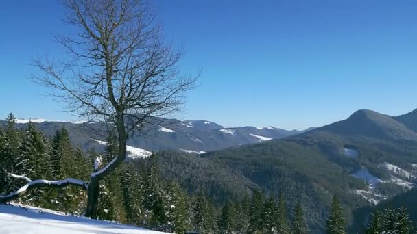 冬の山の時間経過 雪をかぶった山々 で孤独な木 木影冬山の時間経過の雪の上を移動 Carpatian 山での 冬時間経過でツリー — ストック動画