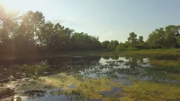 Luchtfoto Van Overwoekerd Vijver Rivier Avond Vliegen Bomen Rivier Groen — Stockvideo