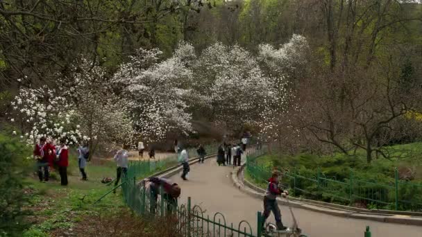Kiev Ucrania Abril 2016 Pueblos Descansando Jardín Floreciendo Magnolias Jardín — Vídeos de Stock