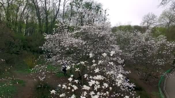 letět nad bílá magnolia stromy v botanické zahradě, 4k letecký pohled na krásné kvetoucí magnolie strom zahrady,