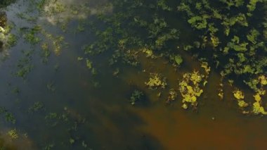 gün batımı 4 k, akşamları, nehir Nehri'nin havadan görünümü günbatımında güneş, fazla gelişmiş gölet üzerinde sinek ile nehir yeşil ağaçların üzerinden uçan