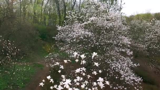 飞越白色玉兰树在植物园 鸟瞰美丽盛开的玉兰树花园 — 图库视频影像