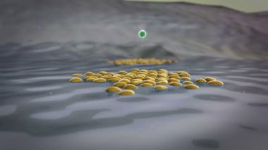 Pankreas yüzeyindeki Beta hücreleri, lenfosit, Phagocyte, Coronavirus akciğer hücresine saldırıyor, Beta hücrelerinin Macrophage saldırısı