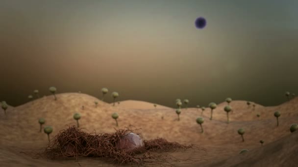 型の胞子 カビ胞子 革表面 菌のリリースの胞子 マイクロワールドの風景上の菌 革表面に落ちた胞子 — ストック動画