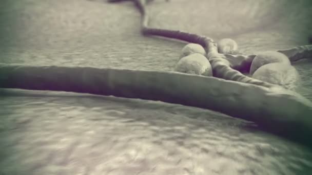 Cellules Bêta Surface Pancréas Insuline Leucocytes Intérieur Vaisseau Sanguin — Video