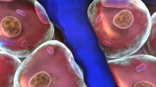 Cell, Vein — Stock Video © Ugreen #66908987 Cell, Vein — Stock Video © Ugreen #66908987