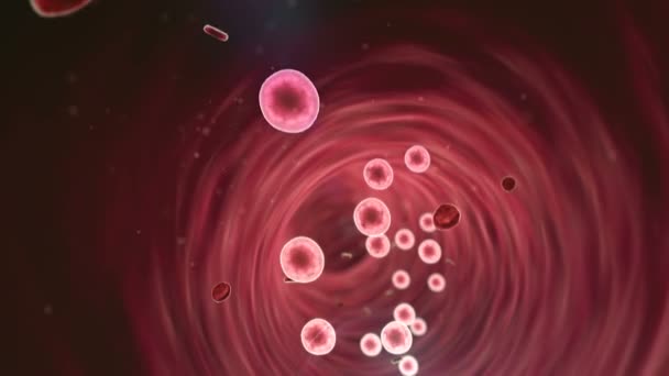 Rote Blutkörperchen Innerhalb Des Blutgefäßes Weiße Blutkörperchen Weiße Blutkörperchen Innerhalb — Stockvideo