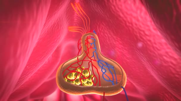 Structuur Van Hypofyse Interne Organen Een Menselijk Lichaam Deel Van — Stockvideo