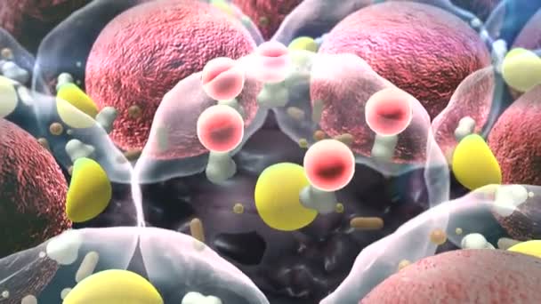 Insan Hücreleri Hücre Bölünmesi Yağ Hücrelerinin Alan Yüksek Kaliteli Render — Stok video