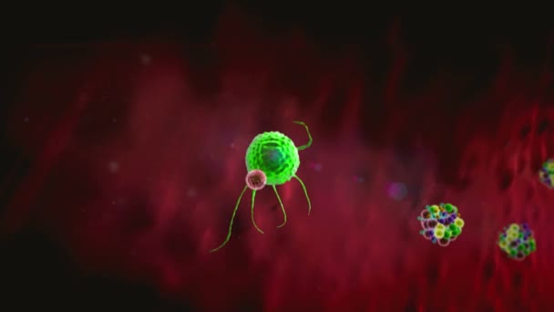 Phagocyta Megöli Koronavírusok Belül Emberi Test Orvosi Grafika Lymphocyta Lymphocyták — Stock videók