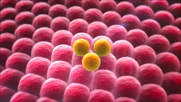 Celldelning Mikroskopiska Bilden Celler Rendering Celler Makrofager Döda Cancercellen Makrofag — Stockvideo