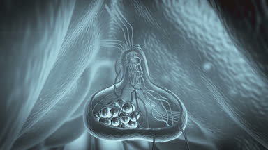 bir insan vücudu, beyin parçası, illüstrasyon hipofiz bezinin hipofiz, iç organlarının yapısı