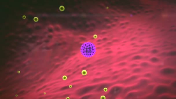 Fat Cell Macrophage Phagocyte Kills Coronavirus Human Body Medical Graphics — Stock Video