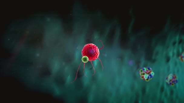 血液細胞はコロナウイルスを殺し体内では医療用3Dグラフィックスリンパ球は抗体を作りマクロファージはウイルスに対抗する — ストック動画