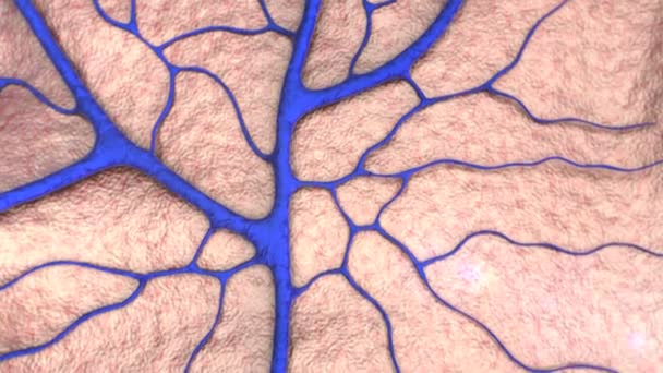 Sistema Circulatório Capilar Vaso Sanguíneo Veia — Vídeo de Stock