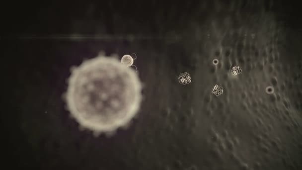 Lymphocytes Produit Des Anticorps Lymphocytes Contre Coronavirus Groupe Lymphocytes — Video