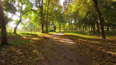 Sabah sonbahar sokak üzerinde uçuş, şafakta sonbahar caddesi üzerinde uçuş, sabah sonbahar parkta Alley, kiliseye sokak üzerinden, sonbahar parkı, Kachanovka sarayı ve orman ağaçları park topluluk üzerinden uçmak