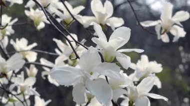 Ağaç dalında beyaz manolya çiçekleri, Magnolia ağacı çiçekleri, beyaz manolya çiçekleri doğal arka plan çiçekleri.