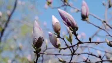 Pembe Manolya bud, Pembe Manolya, Pembe Manolya, ağaç dalı, manolya ağacı çiçeği, gökyüzü arka plan üzerinde pembe manolya çiçekleri Pembe Manolya çiçek çiçekler