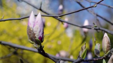 Pembe Manolya bud, Pembe Manolya, Pembe Manolya, ağaç dalı, manolya ağacı çiçeği, gökyüzü arka plan üzerinde pembe manolya çiçekleri Pembe Manolya çiçek çiçekler