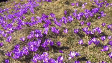 çiçekli crocuses yakın, glade üzerinde çiçekli crocuses, karpat dağlarda Bahar crocuses, yabani mor crocuses Alanı