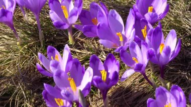 çiçekli crocuses yakın, glade üzerinde çiçekli crocuses, karpat dağlarda Bahar crocuses, yabani mor crocuses Alanı