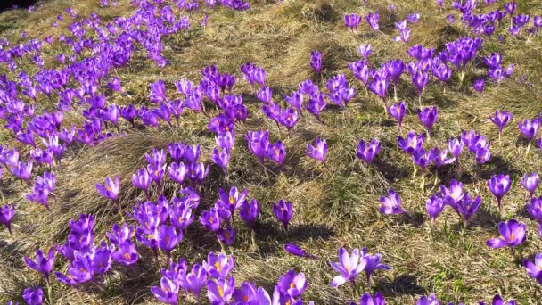 Flowering crocuses close up, flowering crocuses on the glade, Spring crocuses in carpathia mountains, Field of wild purple crocuses — Stock Footage Flowering Crocuses Close Flowering Crocuses Glade Spring Crocuses Carpathia Mountains Royalty Free Stock Footage